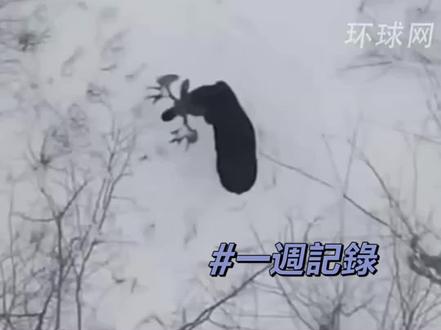 #神奇动物在抖音 呦呦鹿鸣原来是真的。好喜欢 #热点新闻事件