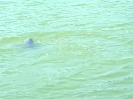 “微笑天使”长江江豚#生物多样性