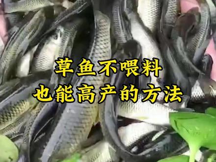 草鱼不喂料吃什么草好#水产养殖 #四大家鱼养殖 #鱼虾蟹养殖 #高密度养殖 #草鱼养殖