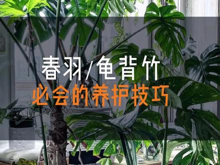龟背竹和春羽日常养护必备良知!#老桩龟背竹 #春羽绿植 #家庭室内绿植