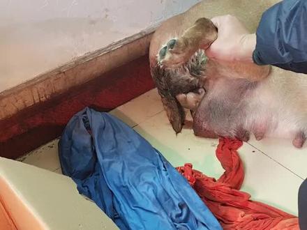 母狗生仔全过程,叫人心疼!