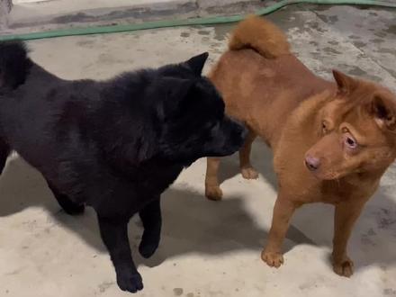 一山不容二虎,大熊和火麒麟的争霸,两条都具备不认输的性格,都是一年出头不久的新狗,这样的性格杠杠的#中华田园犬 #五红犬