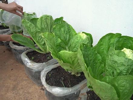 教你在塑料袋里种白菜,学会这3个小方法,你种的白菜会更高产! #种菜 #种菜小技巧 #有机种植 #种植小技巧