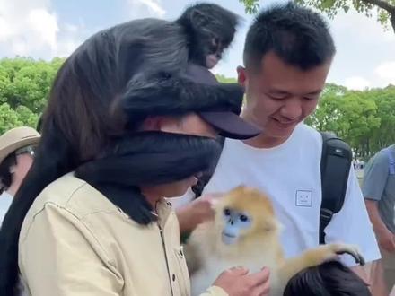 豆豆:多次挑衅饲养员 #动物园的显眼包 #人猴互动趣事 #长臂猿豆豆 #上海动物园