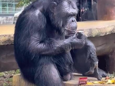 南宁 “丢那猩” 再变老烟民!抽烟技能竟是海外学的?南宁动物园的 “丢那猩” 又被抓包抽烟了!视频里它吞云吐雾的样子,手法熟练得像个老烟民。园方最新回应来了,这技能可不是在动物园学的,而是跟着德国领养家庭养成的抽烟喝酒习惯。烟是游客扔的,会继续加强巡逻。#南宁动物园 #丢那猩 #广西dou知道 #猩猩