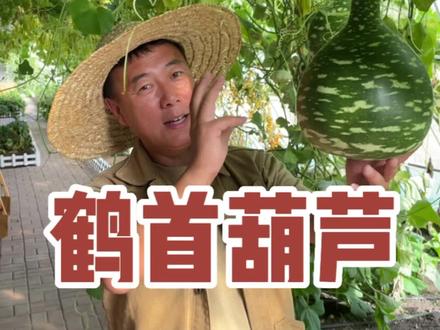 #我为家乡农产品代言 #抖音助农 #优质农产品 #抖音电商助农 鹤首葫芦是可以吃的