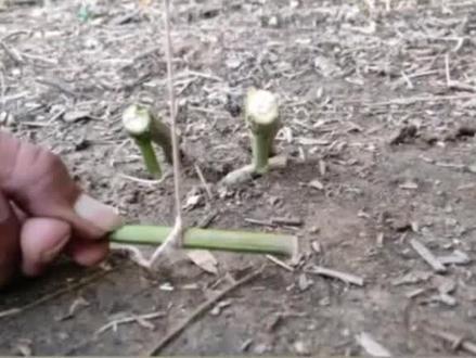 野外绳套陷阱(五)#户外野营 #户外用品 #户外探险 #户外