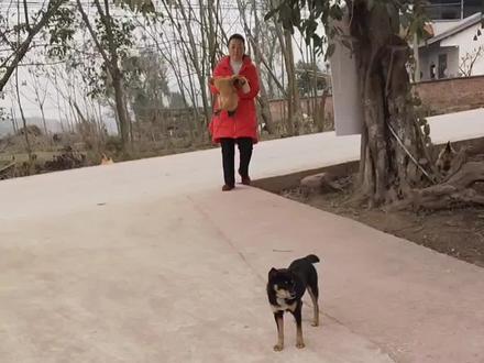 呆呆爸爸妈妈好热情,粉丝买了鸡还帮忙收拾好