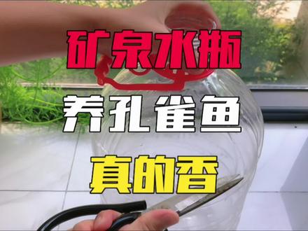 养好孔雀鱼有多简单,一个矿泉水瓶就可以#孔雀鱼 #鱼缸里的大自然 #养鱼日记 #开缸 #水族