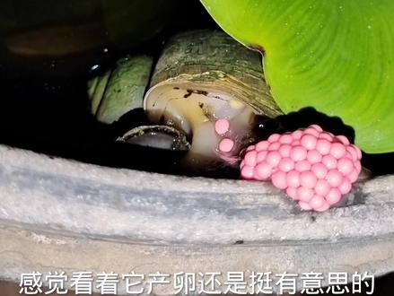 你们见过福寿螺产卵的样子吗?#神奇动物在抖音 #农村萌宠 #奇趣自然 #奇妙的动物 #凡事不要慌拍个抖音在说 #神奇的大自然