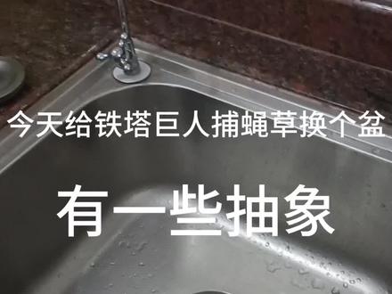 给我的铁塔巨人捕蝇草换个盆。无不良引导或不适感#食虫植物#捕蝇草#昆虫#给植物换盆