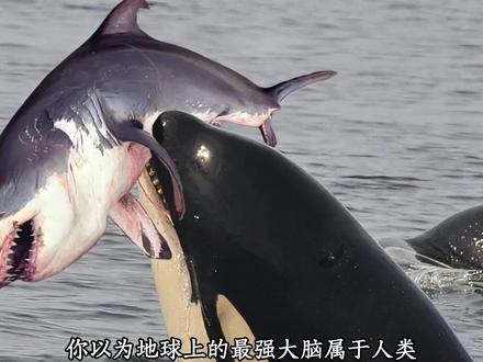 它是深海里最有魅力的生物!它比海豚还聪明,靠着一身本领称霸了海洋,本想和人类交个朋友!但却逃不过被圈养的伤害!#海洋生物 #虎鲸 #科普 #动物