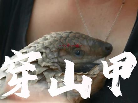 穿山甲--一个温柔又勤劳的小可怜 “没有买卖,就没有杀害”穿山甲的濒危,我们人类是最大的“罪人”。#动物世界 #动物保护 #动物科普 #创作者扶持计划