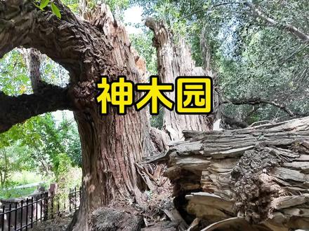 阿克苏~神木园,新疆戈壁荒原上的~神奇之地