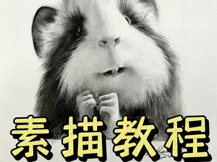 最后一步绝了,这只豚鼠还不好画吗?
#素描动物 #豚鼠 #荷兰猪 #猫一杯 #萌宠 #素描@抖音小助手 @DOU+小助手