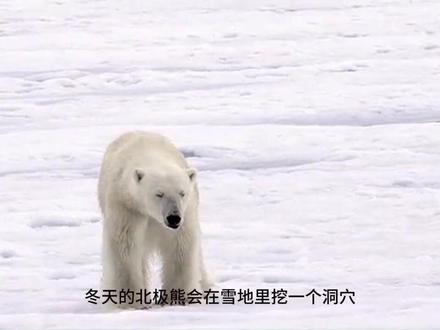 什么是冬眠?哪些动物会冬眠?#冬眠 #知识分享 #科普一下 #萌知计划 #抖音青少年科普创作计划