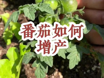 番茄想要产量高、结果大,开出第一串花后就该这样做#发酵纯羊粪 #番茄种植