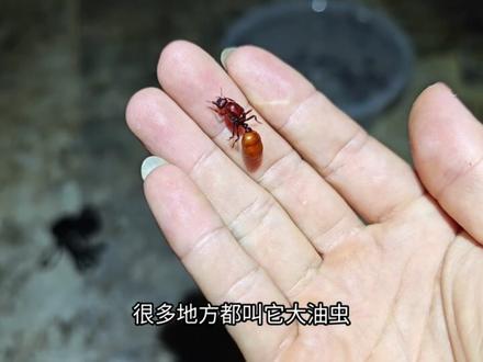 云南人的虫宴美食——木盲切叶蚁 #科普知识#云南虫宴#人与昆虫