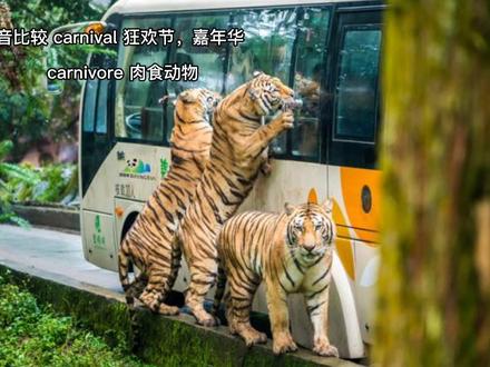 #创作灵感 #速记单词 #托福 #雅思 carnivore #抖音小助手 简单干脆,实用记忆单词 @DOU+小助手