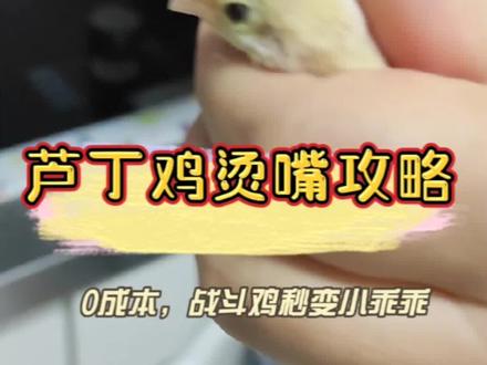 公鸡多了争母鸡,母鸡多了争公鸡,颜色不一样的,原住民欺负新来的,只要有个借口就打一架!为了避免互相伤害,芦丁鸡20天就要烫嘴啦!用烫的方式,去掉鸡嘴尖尖的同时可以消毒,不会感染,安全方便。#芦丁鸡 #芦丁鸡饲养方法 #芦丁鸡养殖