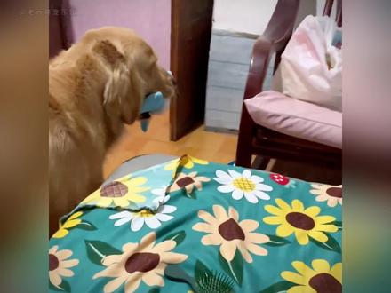 “嫉妒使狗面目全非”,原来小狗也爱吃醋#抖in萌宠计划 #狗狗能有什么坏心思 #鬼迷日眼的金毛