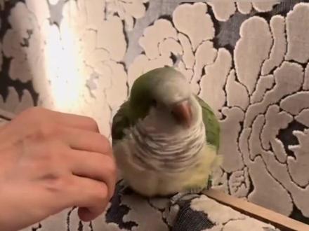 “小鸟依人”具象化了!谁能拒绝一只会贴贴的鹦鹉