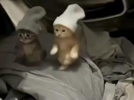 如果喵是dj你会爱我吗#小猫跳舞