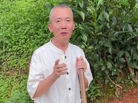 我们该如何和大自然对话呢?#知识分享 #茶生活 #非遗传承