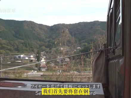 简单高效的日本传统抓野猪陷阱详细介绍,狩猎500斤野猪也逃不了 #野猪泛滥 #狩猎野猪 #打猎 #捕杀猎物