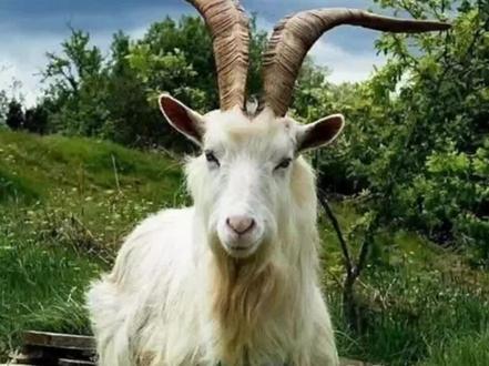 山羊的脚像什么?#山羊 #脚 #动物 @抖音创作者中心