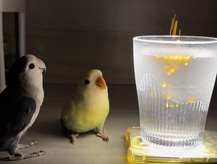 看流星雨失败!静静不配合,磨砂矮玻璃杯看的也不清楚,下次再试!#牡丹鹦鹉 #手养鹦鹉 #维生素b2流星雨 #鹦鹉鹦鹉萌萌哒逗鹦鹉 #鹦鹉