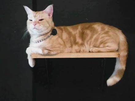 宠物猫不捕鼠,原来是没受这教导¦ 为何有的猫不捉老鼠?有网友吐槽自家猫比自己还怕老鼠,怀疑猫“废了”。福特汉姆大学研究人员对此展开研究,发现猫咪对体型大、伤害高的大鼠兴趣缺缺,尤其大鼠数量多的地方,猫咪通常直接无视。猫食谱丰富,哺乳类占69%,鸟类占24%,其他小型动物占7% 。野外猫咪常捕食小鸟、昆虫等小型生物。家养猫或半放养猫食物稳定,捕猎多为练习或享受乐趣,把老鼠当玩具,甚至减少捕猎行为,还会给主人“送礼”。猫虽有狩猎本能,但猎杀、吃猎物多是后天学习行为。猫妈妈养大的小猫会学狩猎,人类养大的小猫则可能不会。幼猫若2到7周龄时与老鼠一同长大,成年后也不会捕杀同类老鼠。如今多数宠物猫从小没接受猫妈妈捕猎教导,早早离开猫妈妈,因此不会捕食老鼠,更不会把老鼠当猎物或食物。#萌宠出道计划 #养猫人 #猫咪的迷惑行为