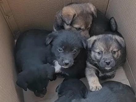 豆包迷惑发言,屏幕里就6只小狗#豆包 #小狗崽 #人工智障 #新年快乐