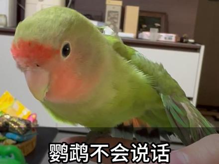 鹦鹉不会说话,但会用肢体语言表达自己的想法,看看你能读懂几个!#鹦鹉知识 #养鹦鹉