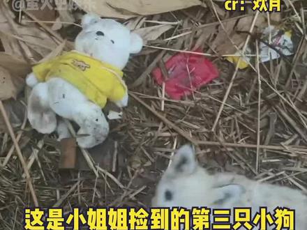 小姐姐在雨夜捡到一只被遗弃的小狗,和小狗一起被遗弃的是一只盗版莉娜熊。 #莉娜熊 #治愈 #流浪狗 #夏日娱评嘉年华
