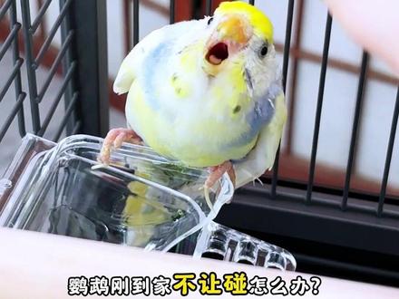 刚到家的鹦鹉不让碰怎么办?教你一招#鹦鹉#鹦鹉上手训练#鹦鹉小白