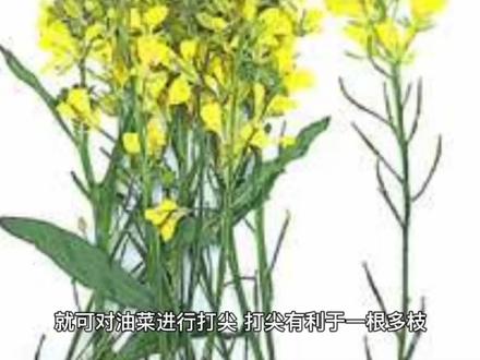 油菜需要打尖吗?什么时候打尖最好? #绿色生活 #科普一下 #三农