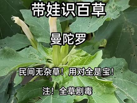 曼陀罗,又称曼荼罗、醉心花、洋金花等,是茄科、曼陀罗属植物。曼陀罗茎粗壮直立,株高50-150cm,花单生于枝叉间或叶腋,直立,有短梗,花色因品种不同而呈白色、红色、紫色等,花期6-10月,果期7-11月,主要分布于世界各大洲,中国各省区都有分布,生长于住宅旁、路边或草地上。曼陀罗具有很大毒性,全草有毒,人一般中毒为误食曼陀罗种子、果实、叶、花所致,故而一定要小心注意。特别要告诉孩子!玩的时候一定不要触碰它!
