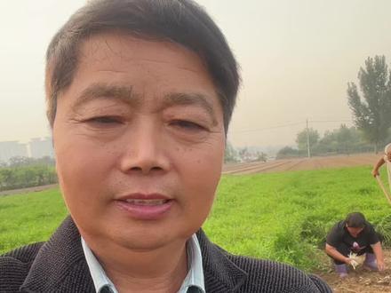 高级无公害银条菜(小藕)