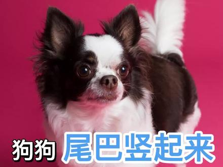 狗狗尾巴竖起来什么意思#萌宠出道计划 #宠物 #宠物知识 #养狗日常 #狗 #狗子成精了 #狗是人类最忠诚的朋友 #金毛