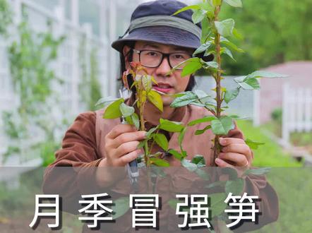 月季冒强笋该如何处理#月季 #花卉绿植 #养花小知识 @抖音小助手