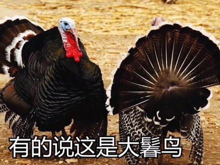 shun鸟外国鸡,这是怎么来的?#假如你来天津读书 #城市之星计划 @抖音小助手