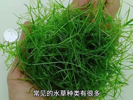 常见的水草种类有很多,以下是一些常见的水草种类:
1. 金鱼藻:金鱼藻是一种常见的水草,它的叶子细长而柔软,适合在甲鱼养殖池中提供遮蔽和栖息的地方。
2. 水葫芦:水葫芦是一种浮生水草,它可以有效地吸收水中的养分,同时还能为甲鱼提供一定的遮蔽。
3. 蜈蚣草:蜈蚣草的叶子呈线状,它可以在水中快速生长,为甲鱼提供氧气和栖息环境。
4. 莫斯:莫斯是一种附着在水底或岩石上的水草,它可以为甲鱼提供一个自然的栖息环境,同时还能吸收水中的有害物质。
5. 水榕:水榕是一种常见的热带水草,它的根系发达,可以为甲鱼提供栖息和隐藏的地方。
6. 绿菊:绿菊的叶子呈现出美丽的绿色,它可以增加水中的氧气含量,同时为甲鱼提供一个美观的生活环境。
不同的水草种类在生长条件和功能上可能会有所差异,选择适合甲鱼养殖的水草时,需要考虑水质、光照和养殖池的大小等因素。同时,要确保水草的来源安全,避免引入有害的病虫害。
这些水草种类是否符合你的需求?如果你还有其他关于水草或甲鱼养殖的问题,欢迎继续向我提问。#甲鱼养殖 #抖音助农 #农村创业养殖水产养殖 #甲鱼 #水产技术