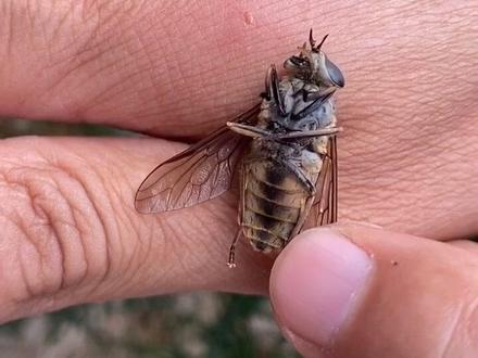 牛虻,它具有一定传染病毒,转给身边朋友