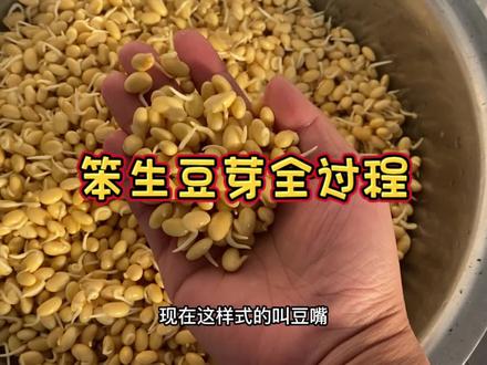 三天时间!你们要的笨生黄豆芽全程来了!#纯天然无添加 #味道好极了你们想吃吗 #我的乡村生活 #记录真实生活
