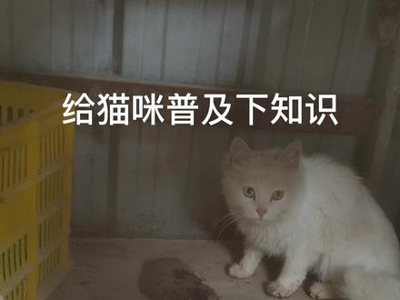 现在的猫咪老鼠和田鼠傻傻分不清楚,我只能给它普及一下知识点
