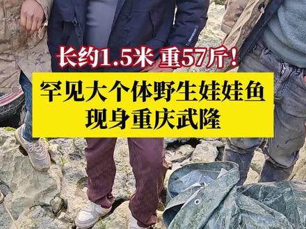 长约1.5米,重57斤!#罕见大个体野生娃娃鱼现身重庆武隆 !当地村民同护鱼队一起,共同将这条号称"水中活化石"的国家二级保护动物放归自然。#媒体精选计划