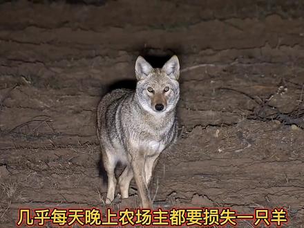 国外农场用狙击枪打郊狼,一枪一个太解压了。#动物世界 #神奇动物在抖音 #精彩片段 #郊狼 #国外合法狩猎