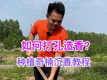 种植奇楠沉香教程之如何打孔造香?#小本创业 #奇楠沉香 #种植
