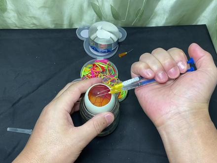 实验用、鸭蛋壳、鹅蛋清、鸡蛋黄、孵化杂交鸡第十三天